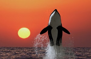 Killer whale (orca), Digital composition, Copyright James Watt.
